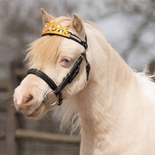 Bridle Crown Gold Lifestyle Photo