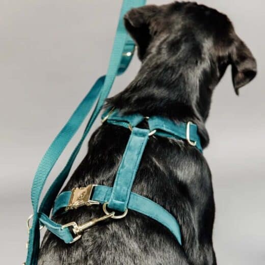Velvet Hundesnor 200cm Emerald Lifestyle Photo
