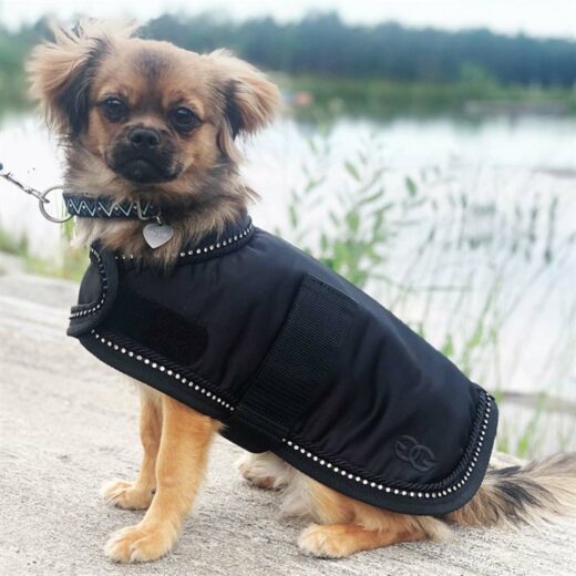 En Noir Hundedækken Lifestyle Photo
