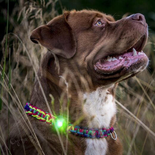 Dog Dual LED Lys