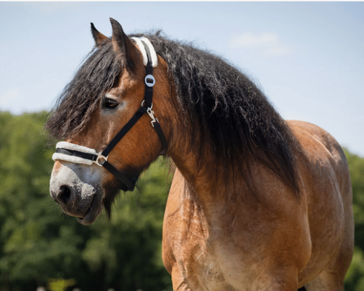 QHP Cali Draft Horse Grime med plys - Image 2