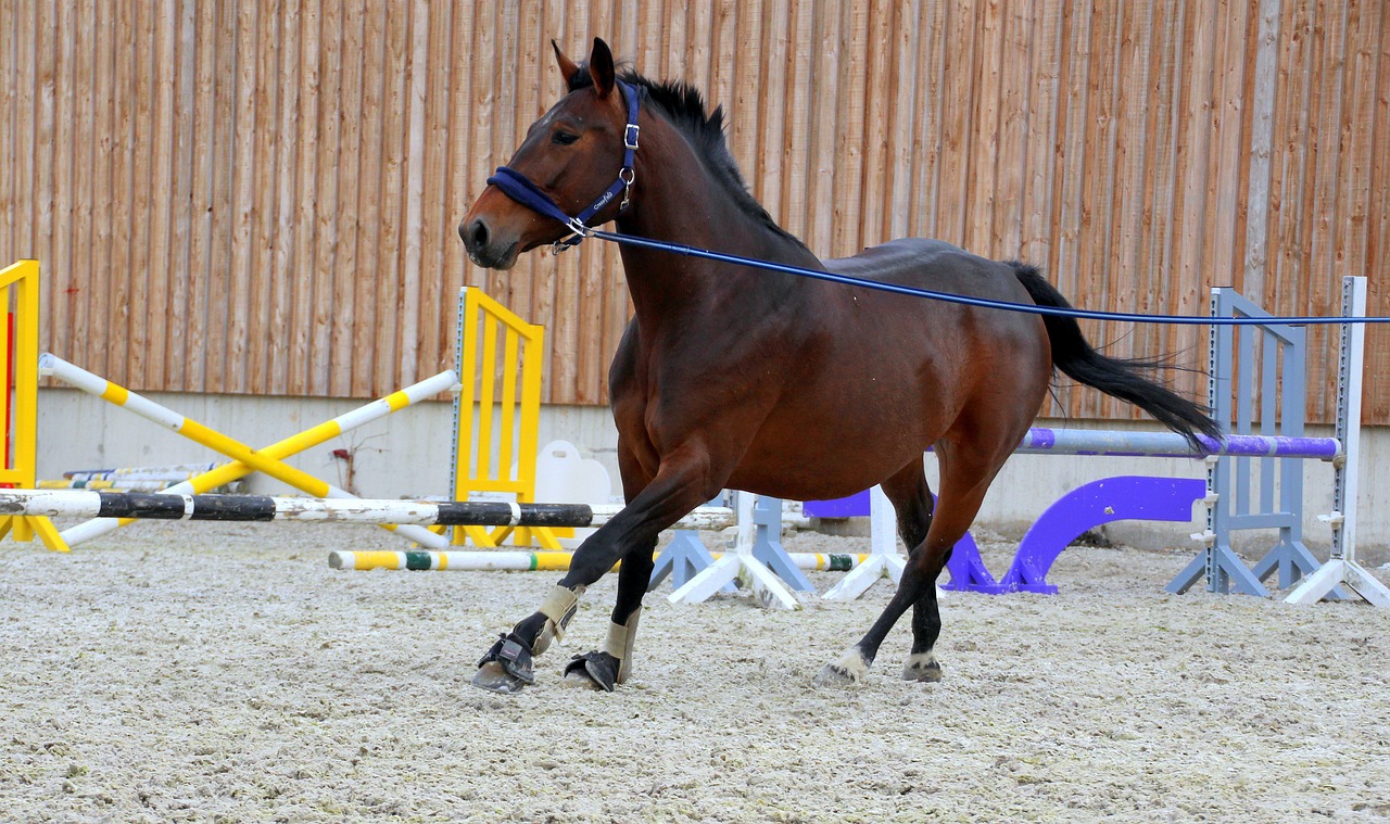 Longering hest