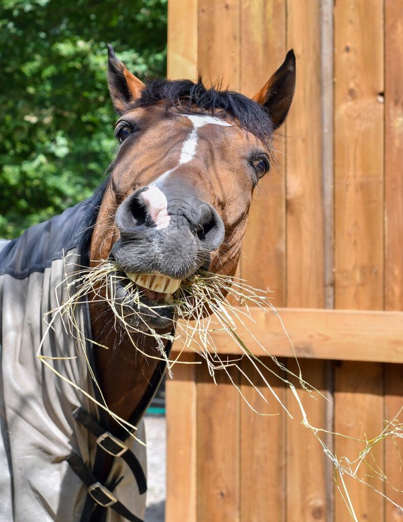 5 tips til at holde din hest sund og glad i stalden