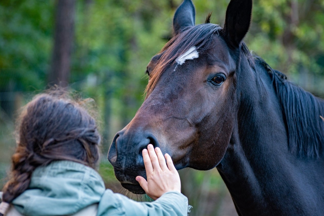 Immunforsvar & Helbred tilskud